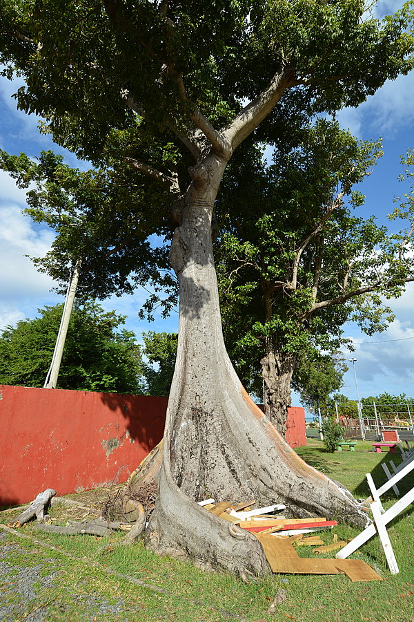 Kapoktræ