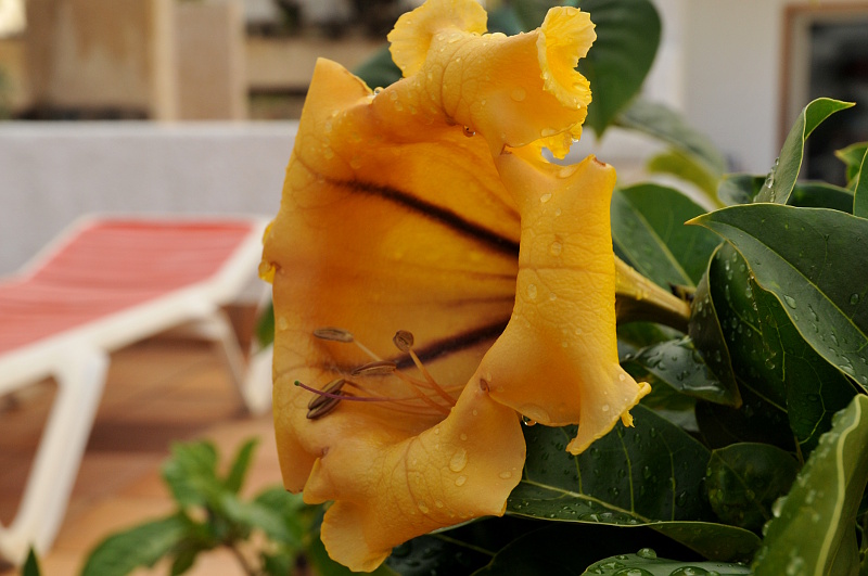 Gul, stor blomst