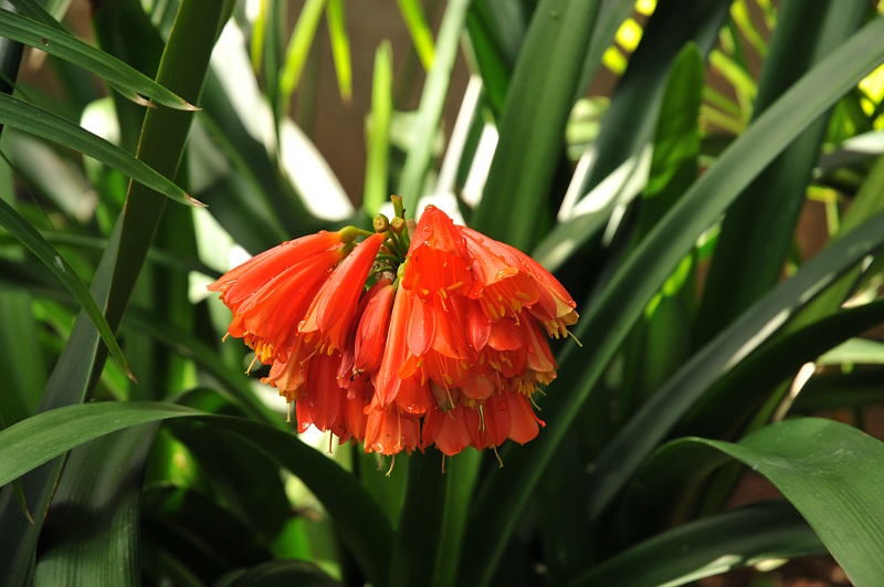 Orange blomster