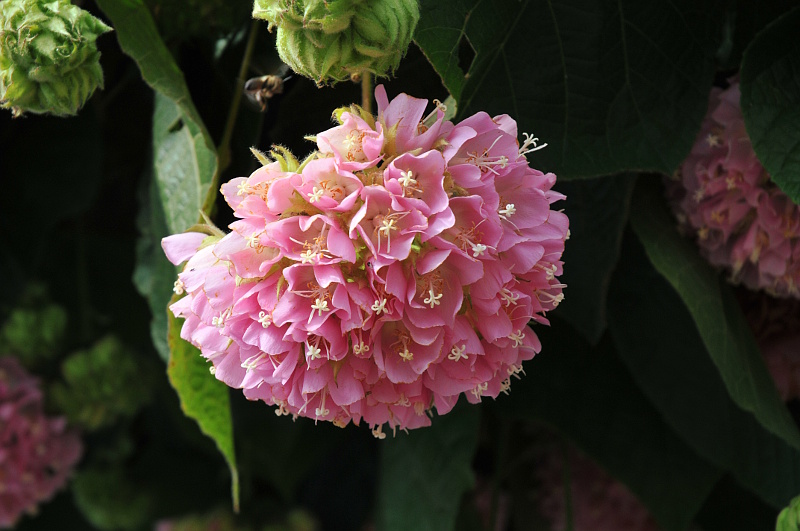 Blomst
