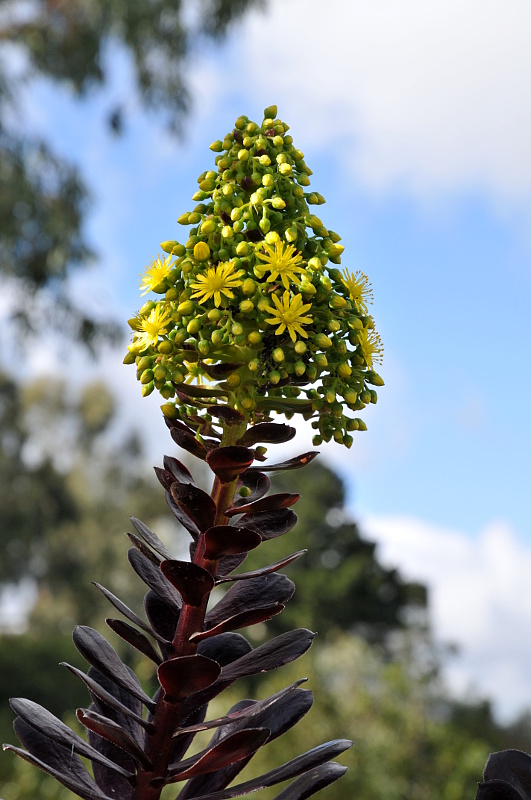 Blomster