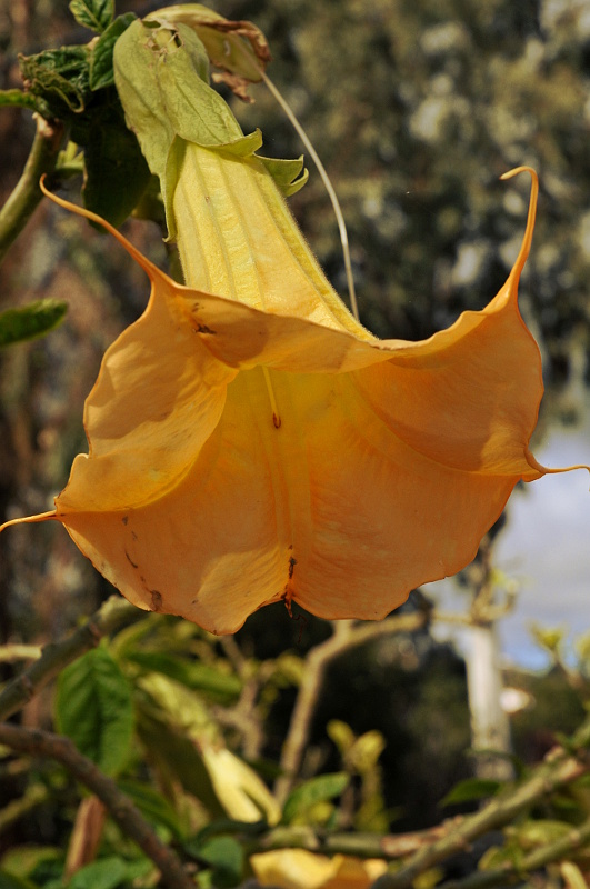 Gul blomst