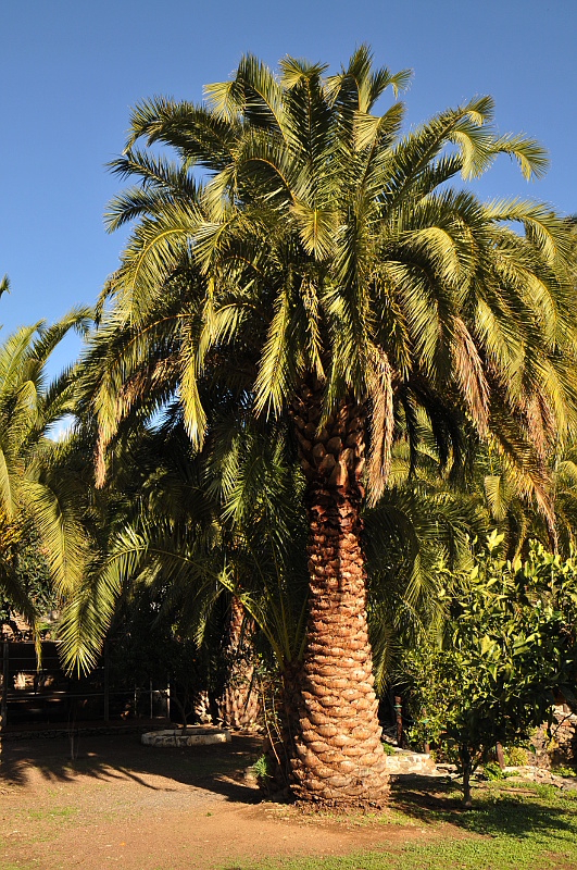 Palme