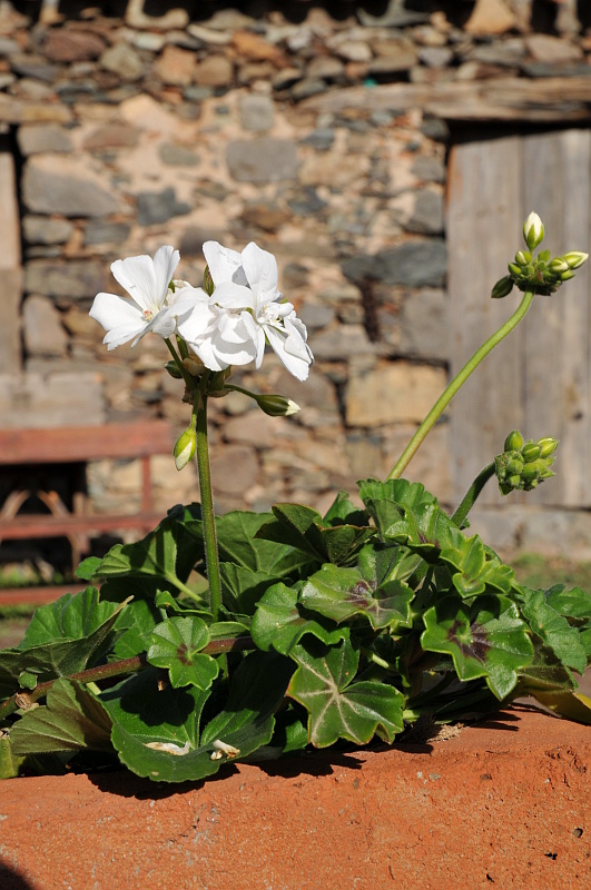 Hvid blomst