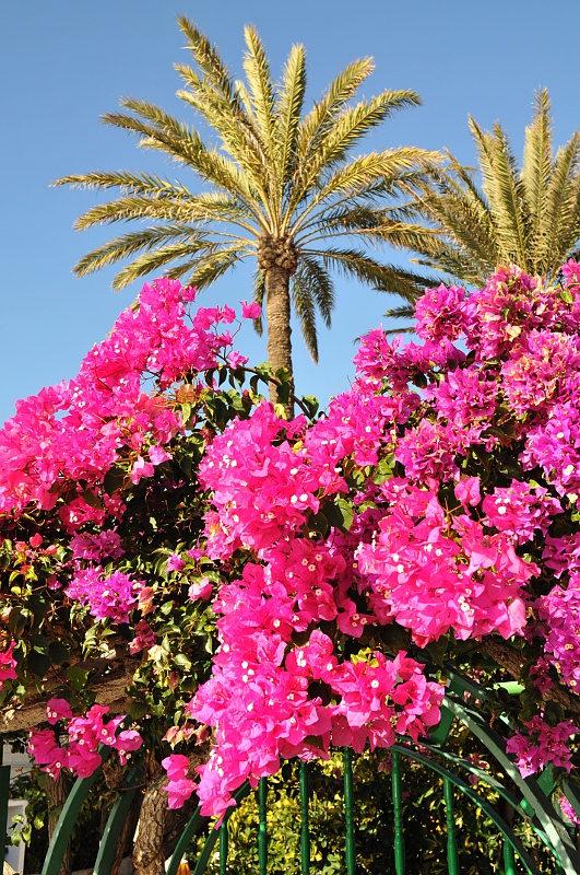 Flere blomster
