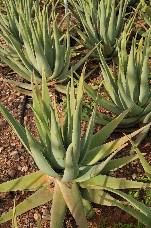 Aloe Vera
