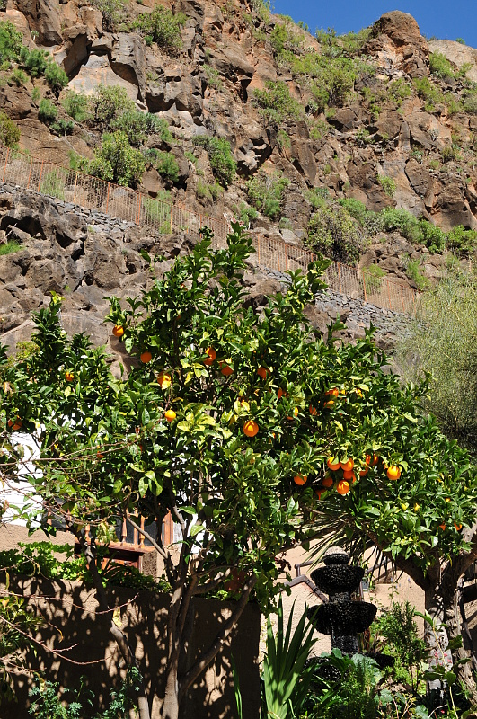Appelsiner