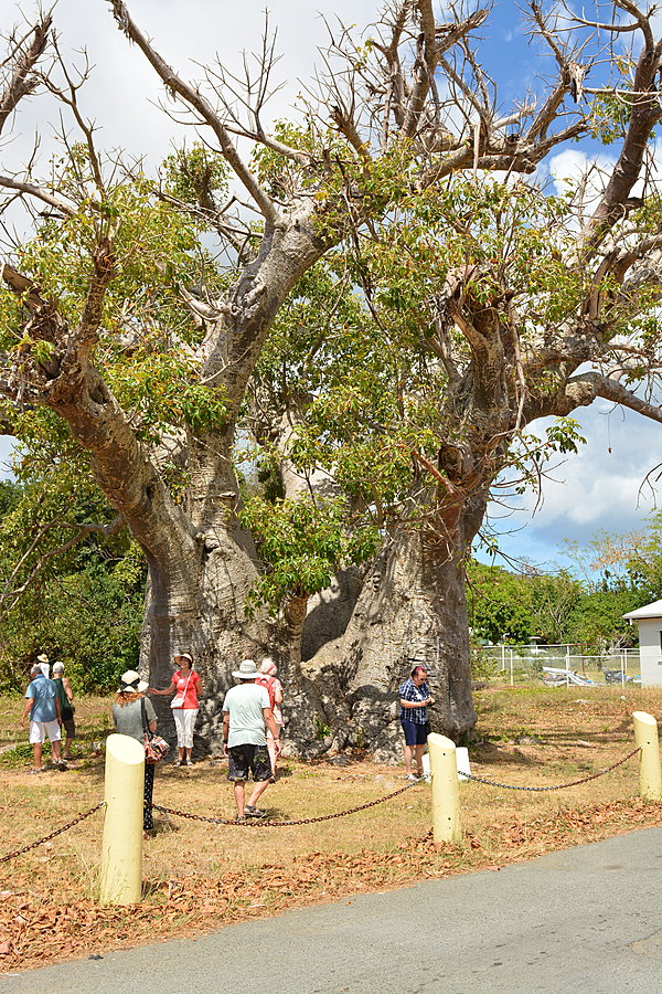 Baobabtræ