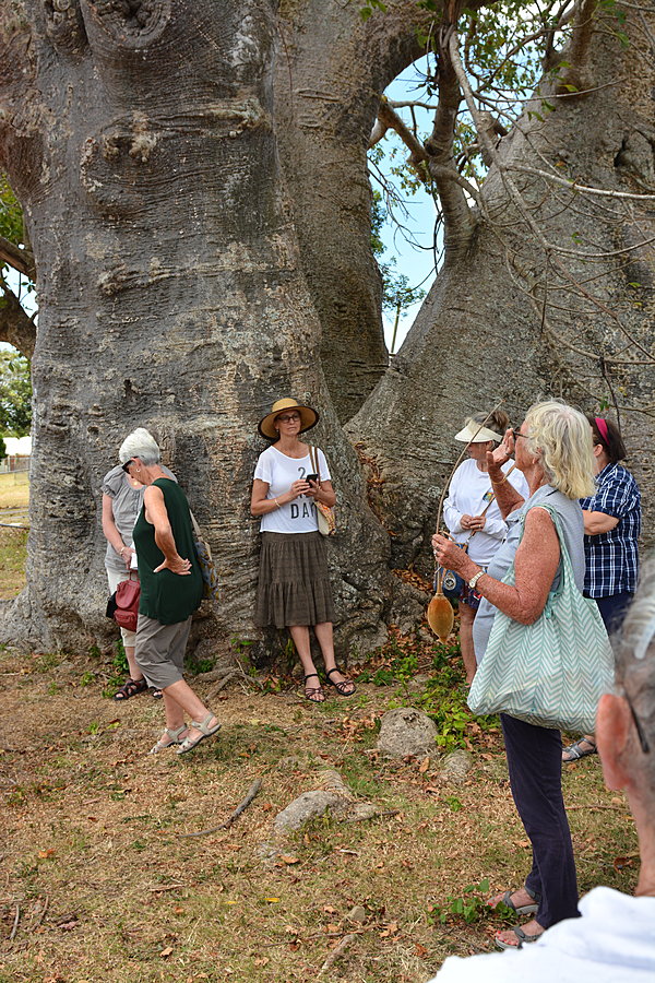 Baobab træ