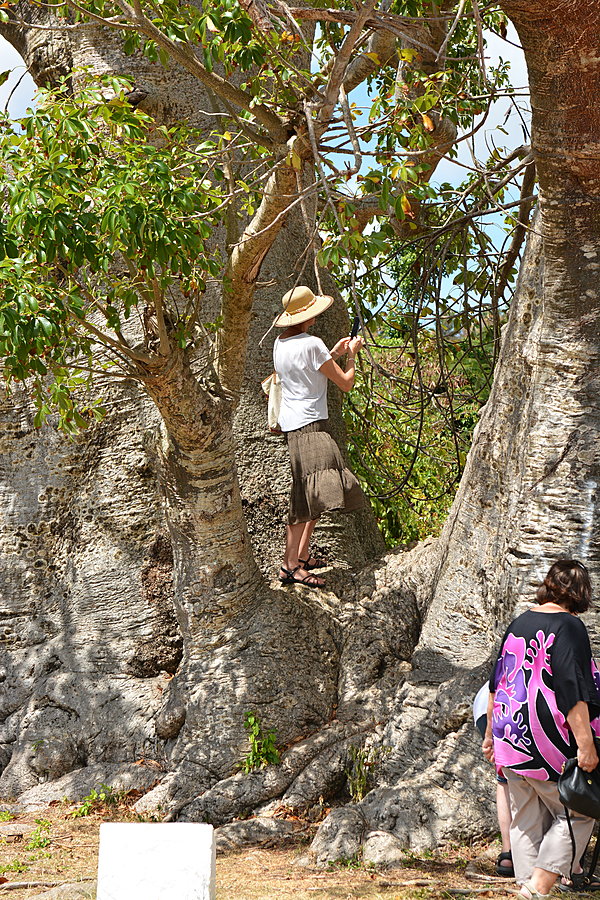 Baobab træ