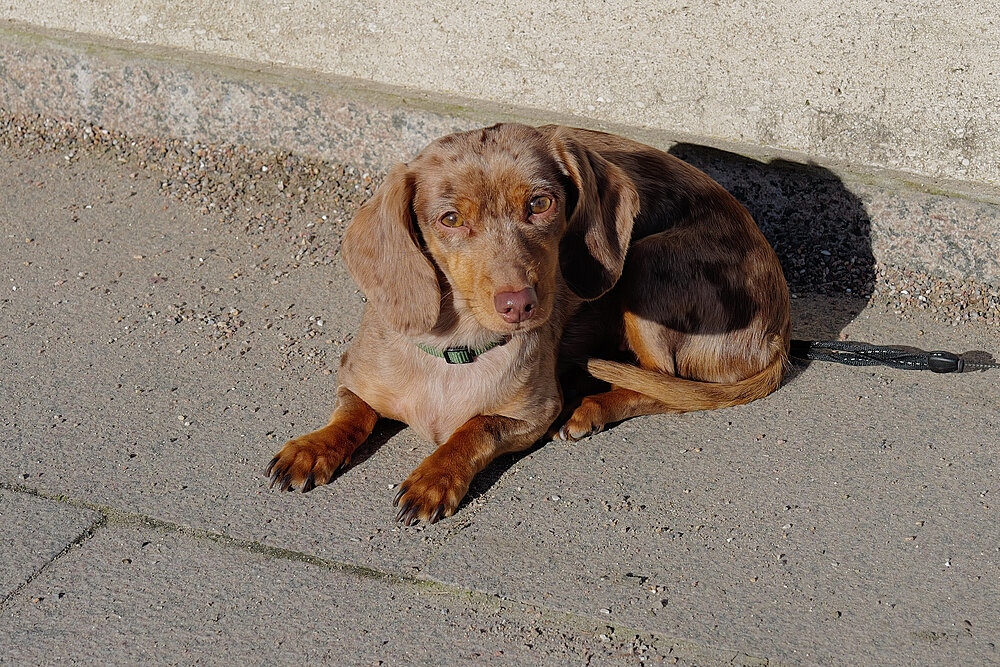 Hund