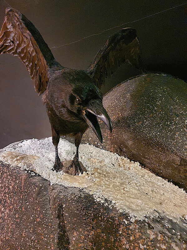 Ravn