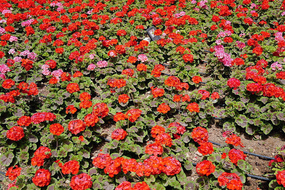Et blomsterhav