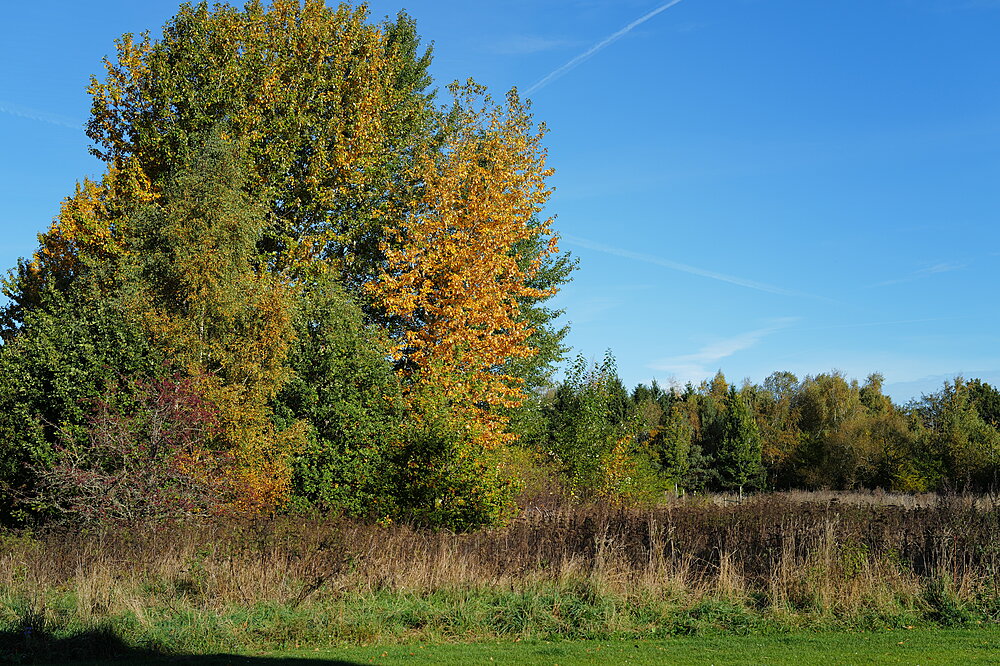Birkhøjmarken