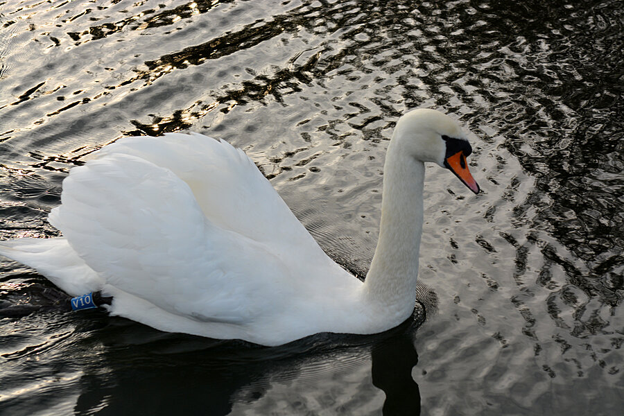 Svane