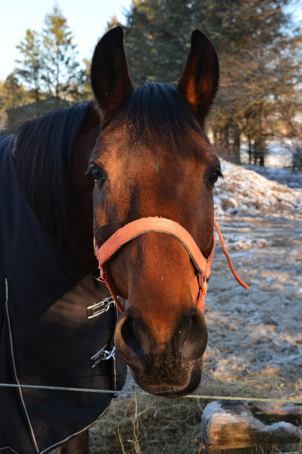 Nysgerrig hest