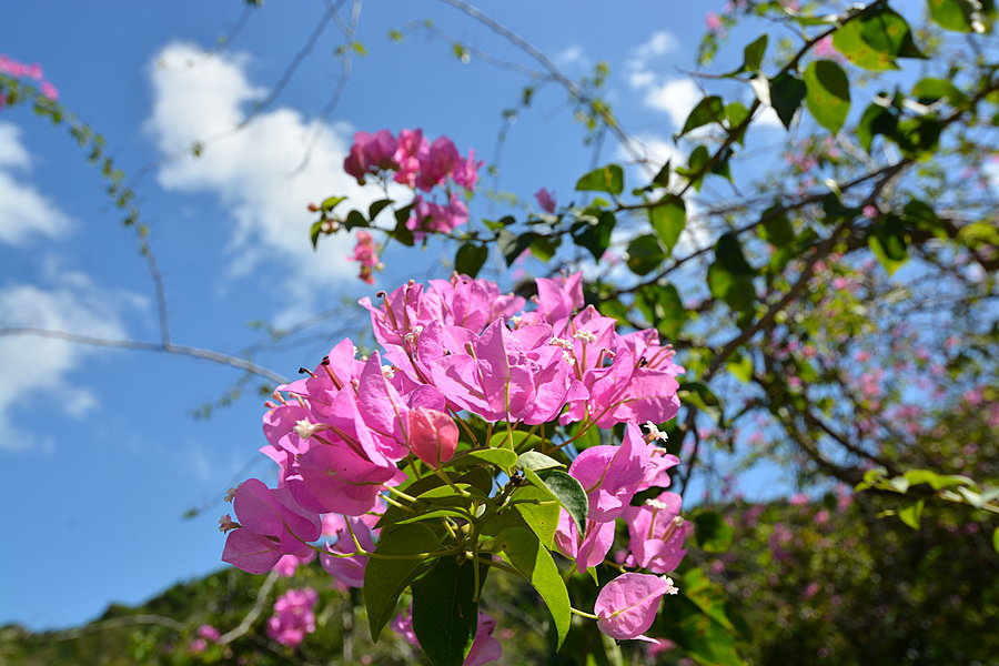 Blomst