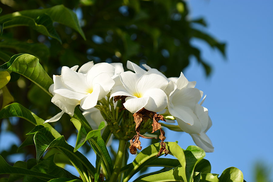 Hvide blomster