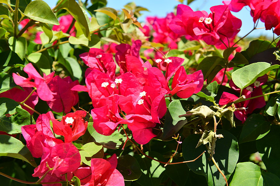 Røde blomster