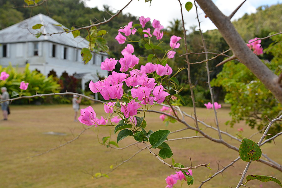 Blomster