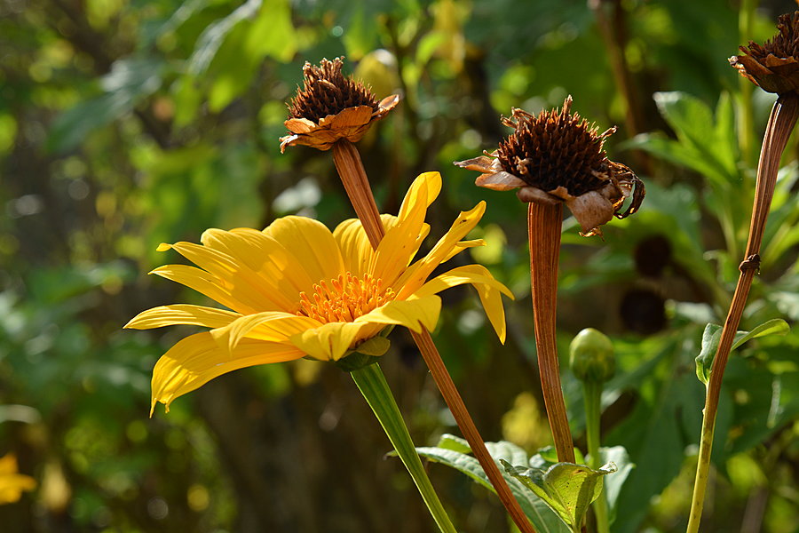 Gul blomst