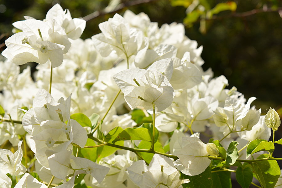 Hvide blomster