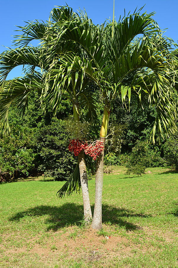 Palme