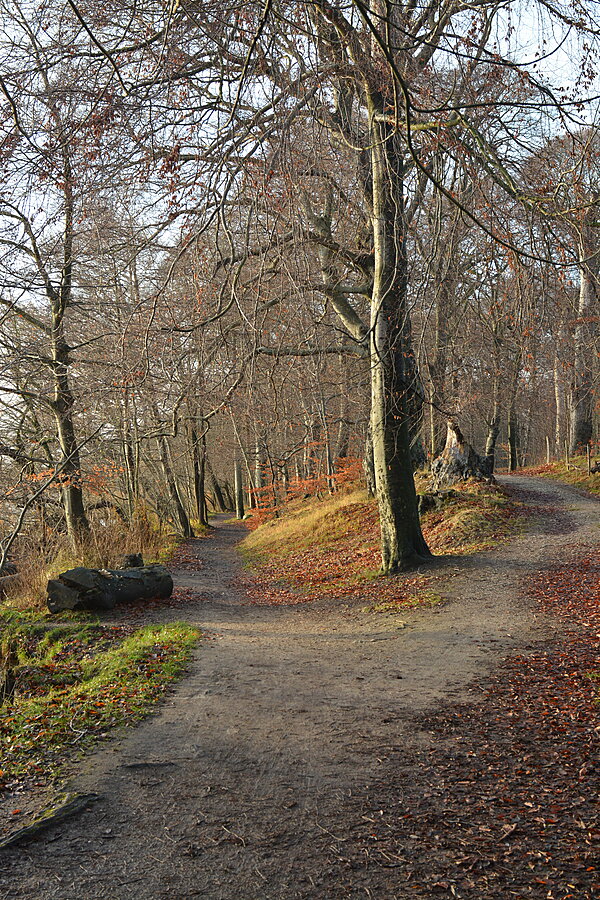 Nørreskoven