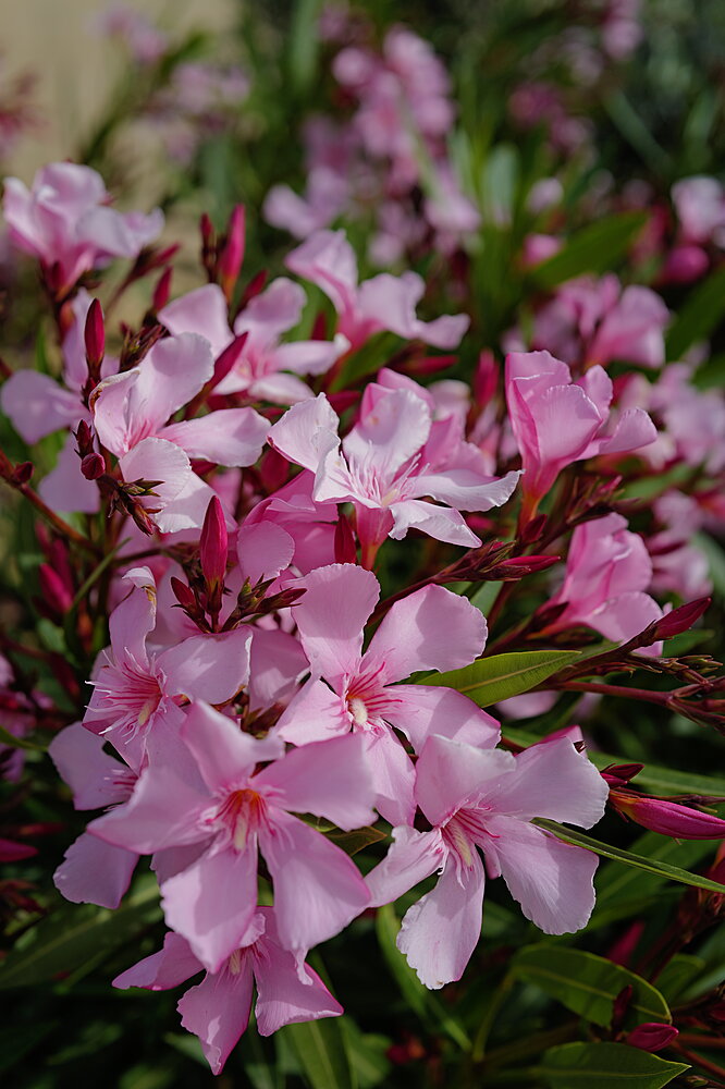Blomster