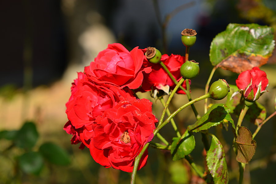 Årets sidste rose?