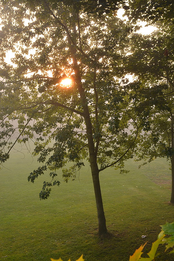 Morgendis