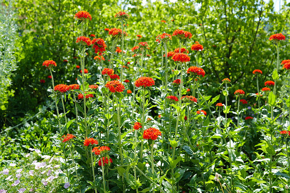 Blomster
