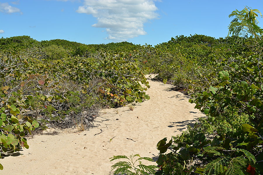 Sti mod stranden
