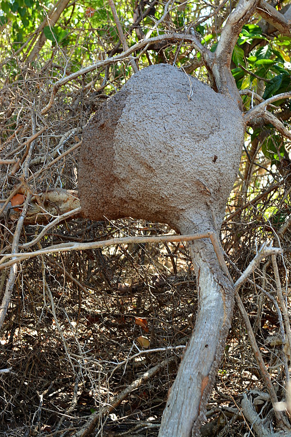 Termitbo