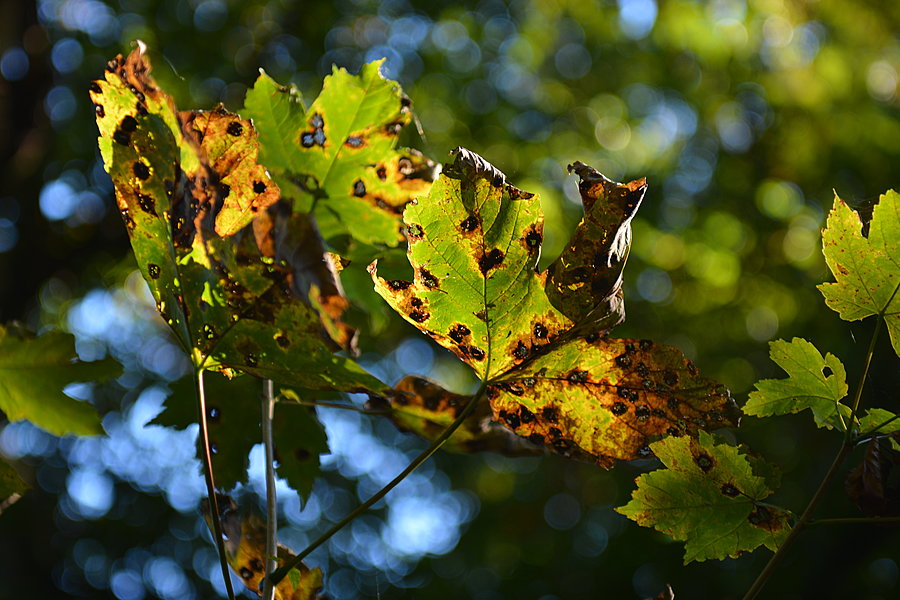 Efterårsblad