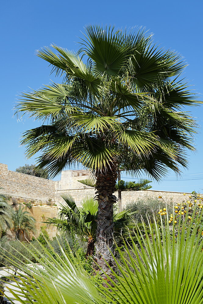 Palme
