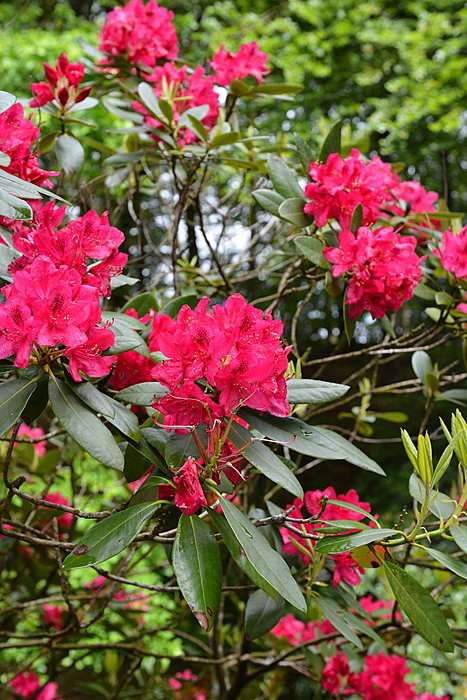 Røde blomster