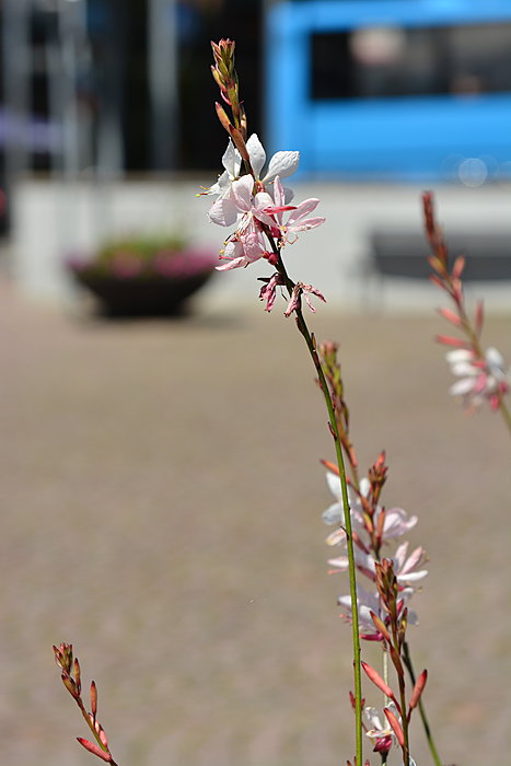Blomst