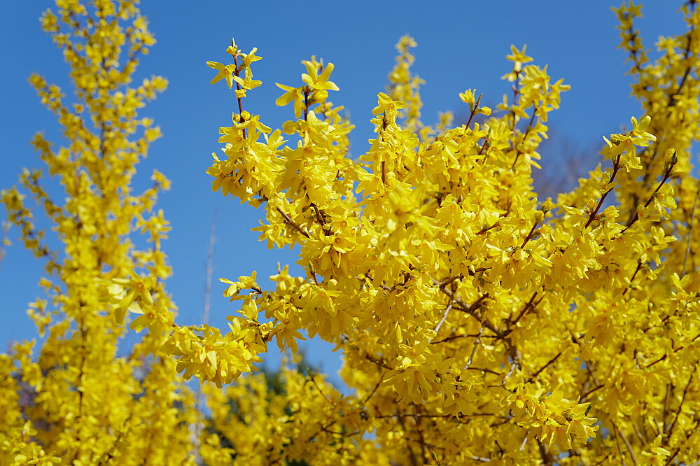 Gule blomster