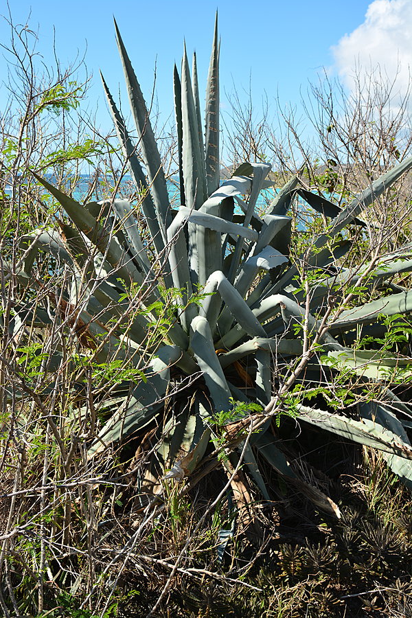 Agave