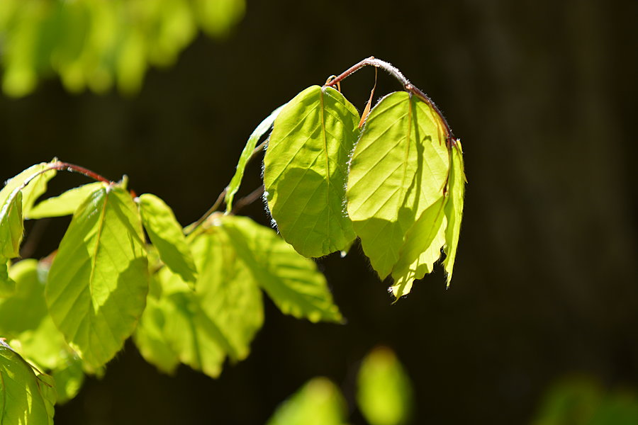 Løvspring