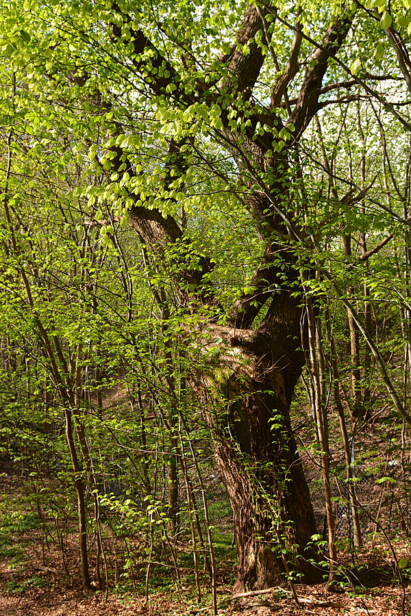 Løvspring