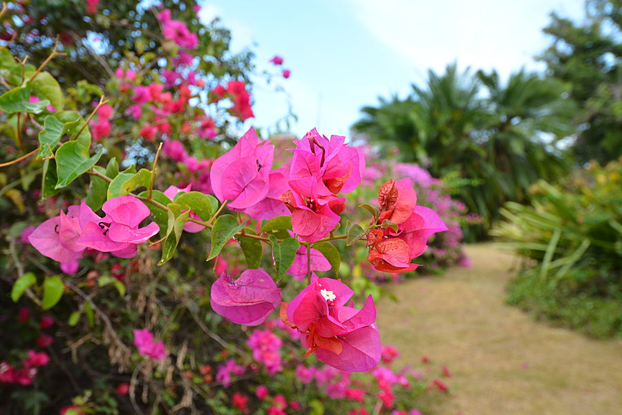 Røde blomster