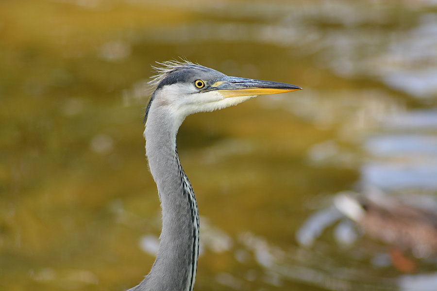 Hejre
