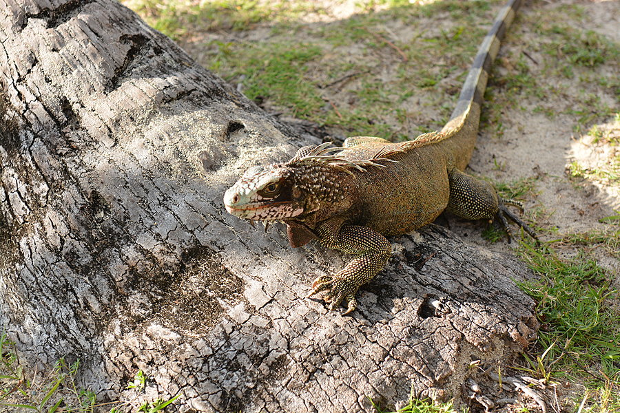 Leguan