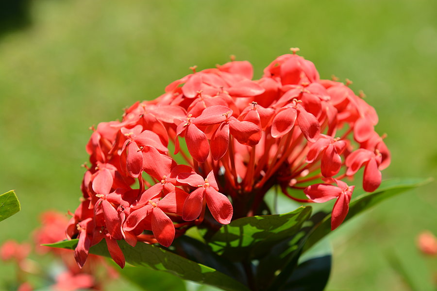 Blomster