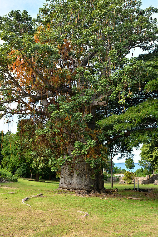 Baobabtræ