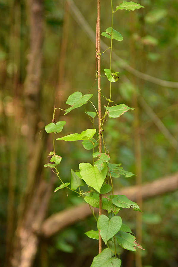 Regnskov