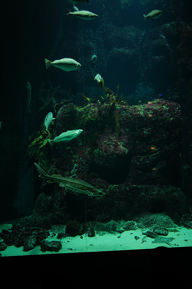 Stort akvarium